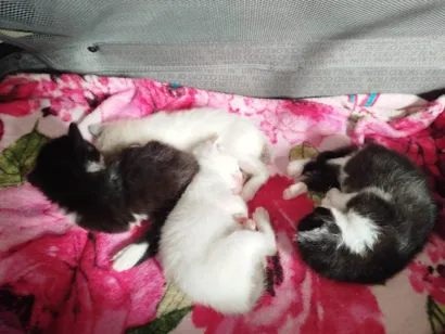 Gato raça SRD-ViraLata idade 2 a 6 meses nome Nao tem