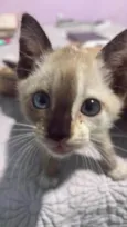 Gato ra a SRD-ViraLata idade 2 a 6 meses nome Gatinha Coisinha