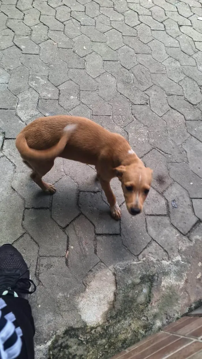 Cachorro ra a SRD-ViraLata idade 2 a 6 meses nome Mel 