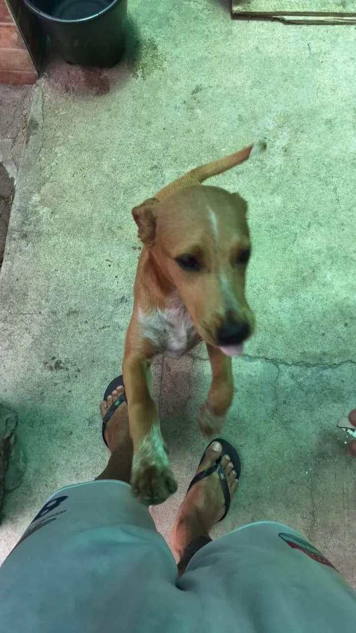 Cachorro ra a SRD-ViraLata idade 2 a 6 meses nome Mel 