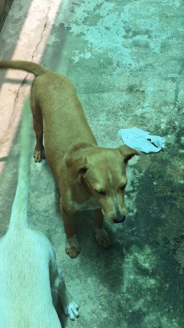 Cachorro ra a SRD-ViraLata idade 2 a 6 meses nome Mel 