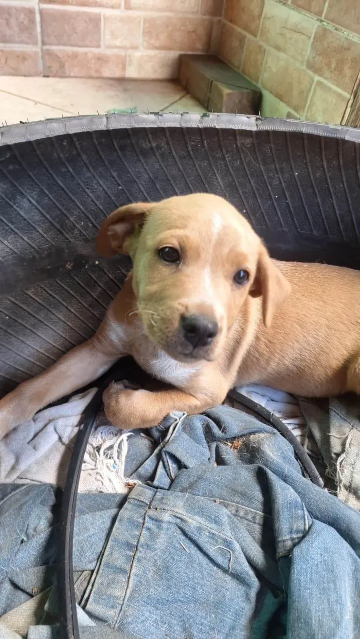Cachorro ra a SRD-ViraLata idade 2 a 6 meses nome Mel 