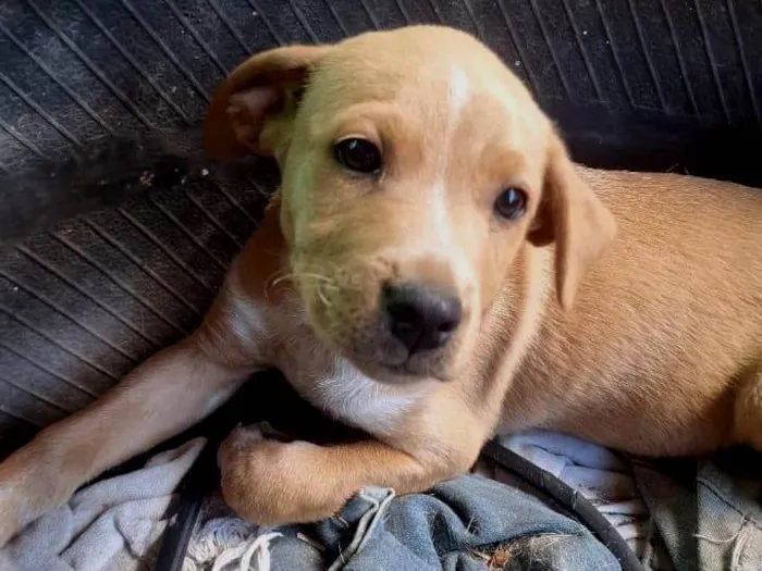 Cachorro raça SRD-ViraLata idade 2 a 6 meses nome Mel 