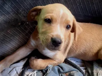 Cachorro raça SRD-ViraLata idade 2 a 6 meses nome Mel 