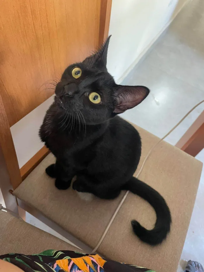 Gato ra a SRD-ViraLata idade 2 a 6 meses nome Larissa