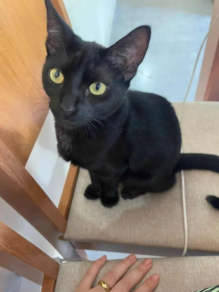 Gato ra a SRD-ViraLata idade 2 a 6 meses nome Larissa