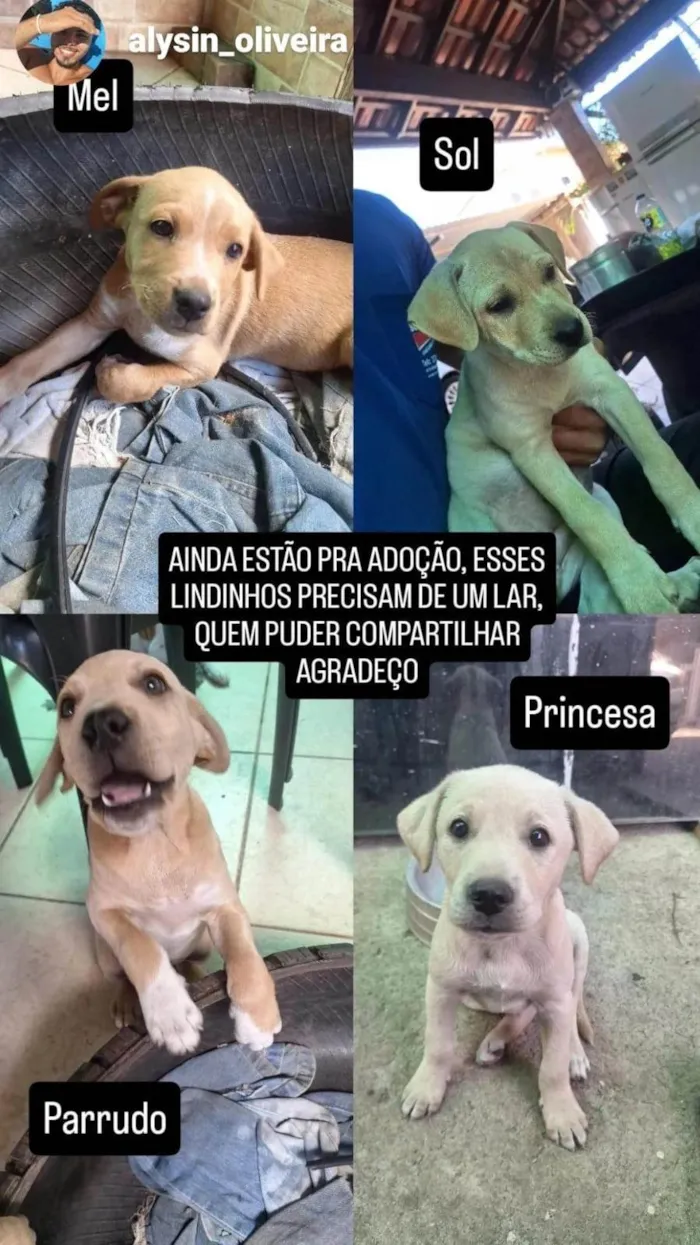 Cachorro ra a SRD-ViraLata idade 2 a 6 meses nome Mel, Sol, Princesa e Parrudo