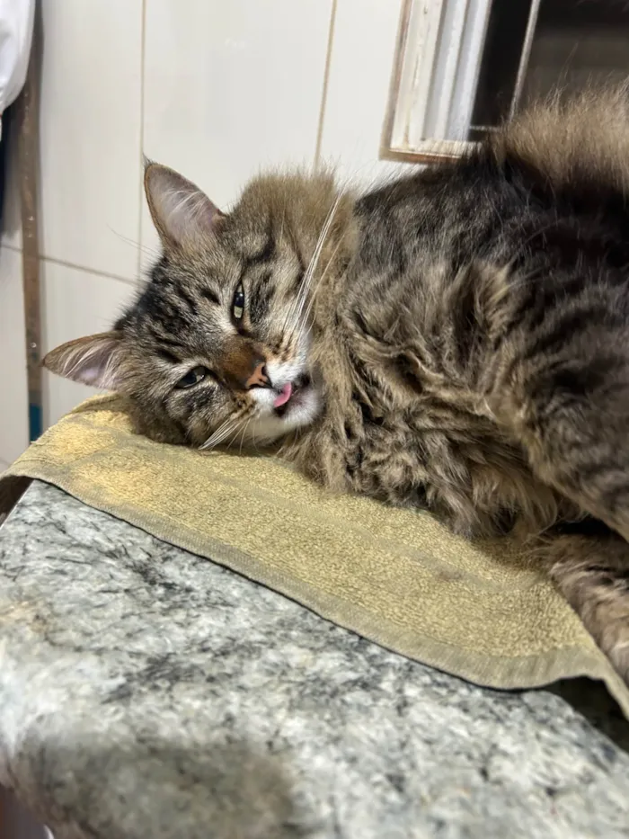 Gato ra a SRD-ViraLata idade 6 ou mais anos nome Moscou 