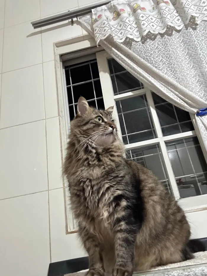 Gato ra a SRD-ViraLata idade 6 ou mais anos nome Moscou 