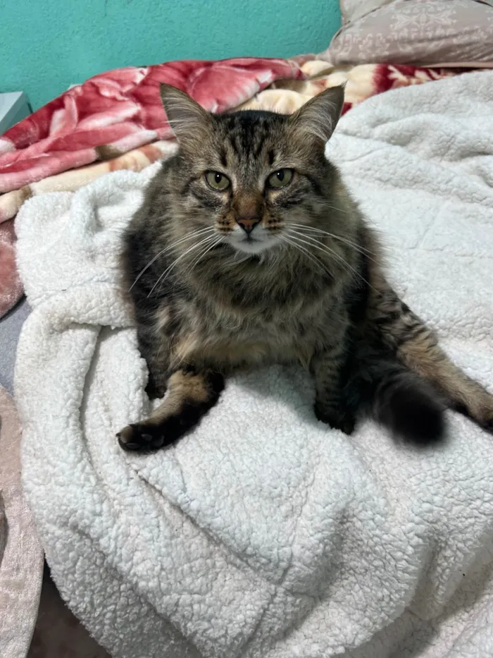 Gato ra a SRD-ViraLata idade 6 ou mais anos nome Moscou 