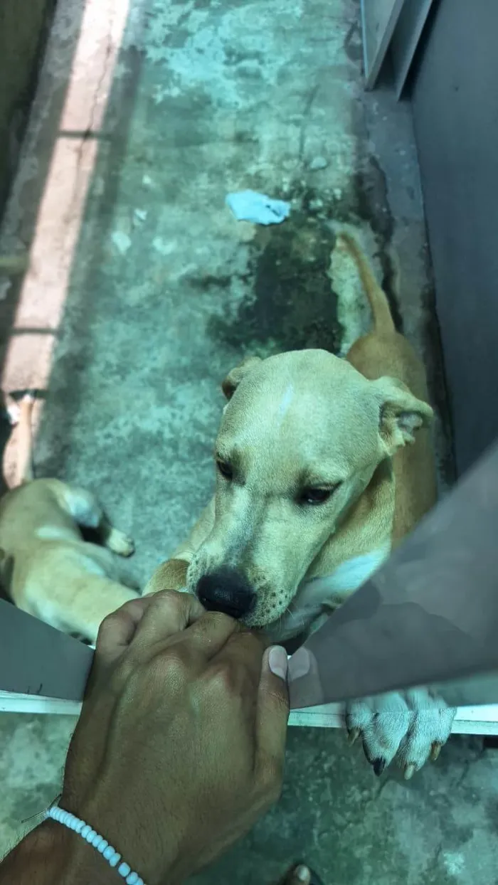 Cachorro ra a SRD-ViraLata idade 2 a 6 meses nome Parrudo