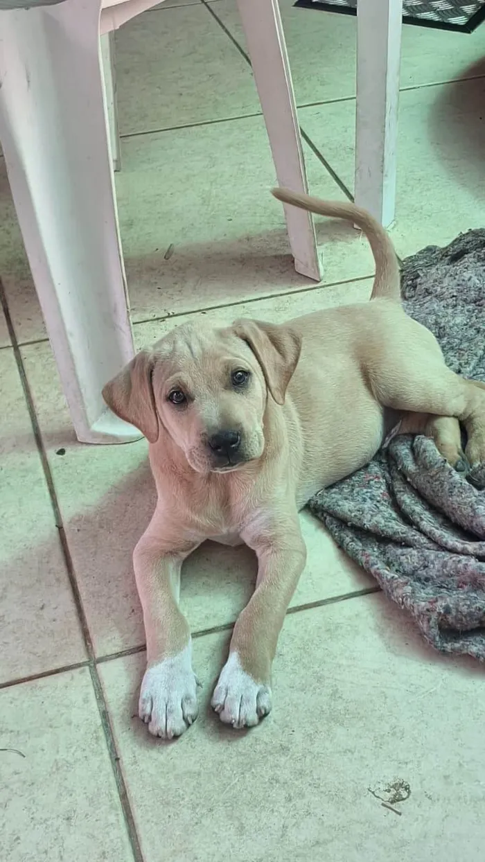 Cachorro ra a SRD-ViraLata idade 2 a 6 meses nome Parrudo