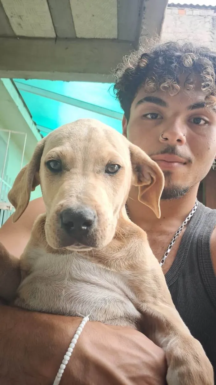 Cachorro ra a SRD-ViraLata idade 2 a 6 meses nome Parrudo