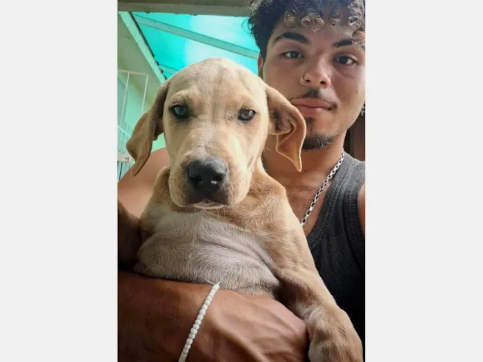 Cachorro ra a SRD-ViraLata idade 2 a 6 meses nome Parrudo