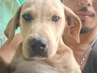 Cachorro raça SRD-ViraLata idade 2 a 6 meses nome Parrudo