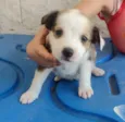 Cachorro ra a SRD-ViraLata idade 2 a 6 meses nome Leôncio