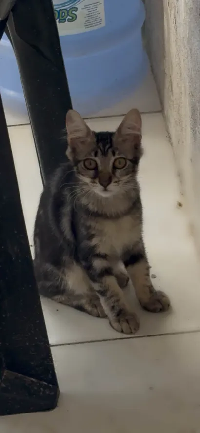 Gato ra a SRD-ViraLata idade 2 a 6 meses nome sem nome