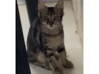 Gato raça SRD-ViraLata idade 2 a 6 meses nome sem nome