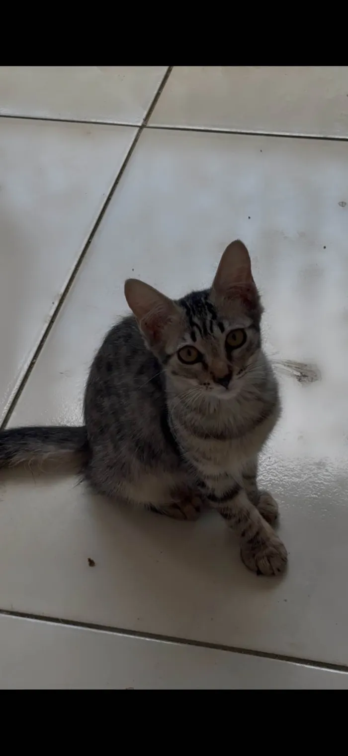 Gato ra a SRD-ViraLata idade 2 a 6 meses nome sem nome