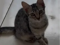 Gato ra a SRD-ViraLata idade 2 a 6 meses nome sem nome