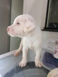 Cachorro ra a SRD-ViraLata idade Abaixo de 2 meses nome Sem nome