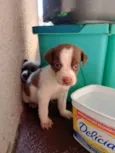 Cachorro ra a SRD-ViraLata idade Abaixo de 2 meses nome Sem nome
