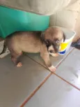 Cachorro ra a SRD-ViraLata idade Abaixo de 2 meses nome Sem nome