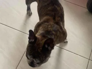 Cachorro ra a Bulldog idade 6 ou mais anos nome Sem