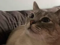 Gato raça SRD-ViraLata idade 4 anos nome Branquinha