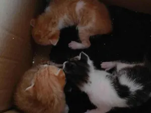 Gato raça SRD-ViraLata idade Abaixo de 2 meses nome Disi e dora