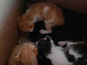 Gato raça SRD-ViraLata idade Abaixo de 2 meses nome Disi e dora