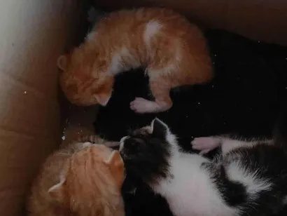 Gato raça SRD-ViraLata idade Abaixo de 2 meses nome Disi e dora