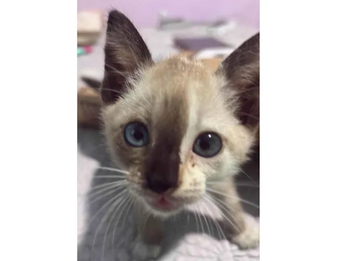 Gato ra a SRD-ViraLata idade 2 a 6 meses nome Gatinha Coisinha