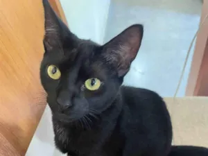 Gato raça SRD-ViraLata idade 2 a 6 meses nome Larissa