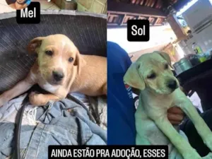Cachorro raça SRD-ViraLata idade 2 a 6 meses nome Mel, Sol, Princesa e Parrudo