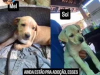 Cachorro raça SRD-ViraLata idade 2 a 6 meses nome Mel, Sol, Princesa e Parrudo
