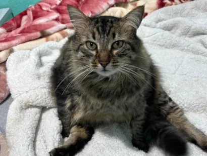 Gato raça SRD-ViraLata idade 6 ou mais anos nome Moscou 