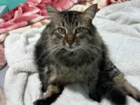 Gato ra a SRD-ViraLata idade 6 ou mais anos nome Moscou 