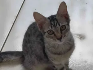 Gato raça SRD-ViraLata idade 2 a 6 meses nome sem nome
