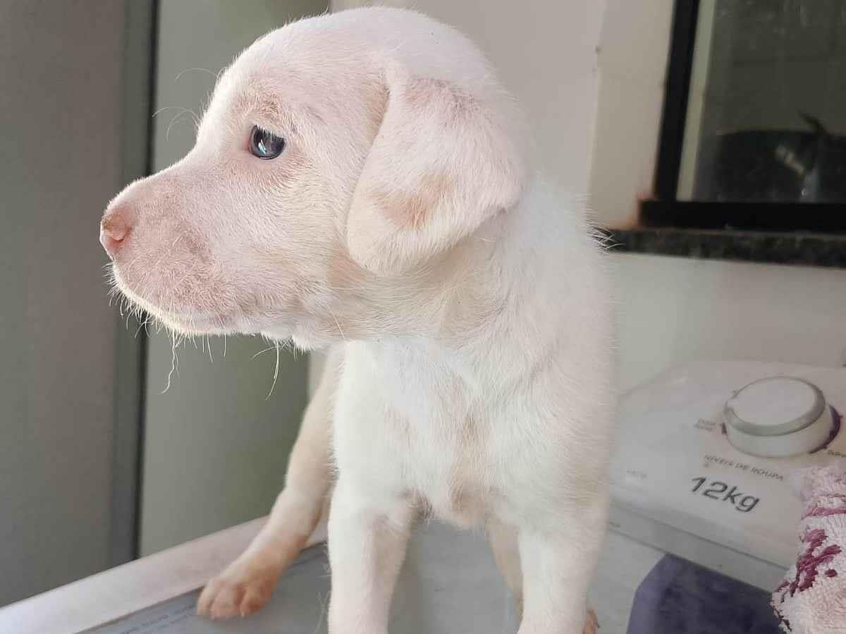 Cachorro raça SRD-ViraLata idade Abaixo de 2 meses nome Sem nome