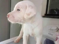 Cachorro raça SRD-ViraLata idade Abaixo de 2 meses nome Sem nome