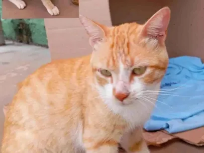 Gato raça SRD-ViraLata idade 7 a 11 meses nome Gato laranja 