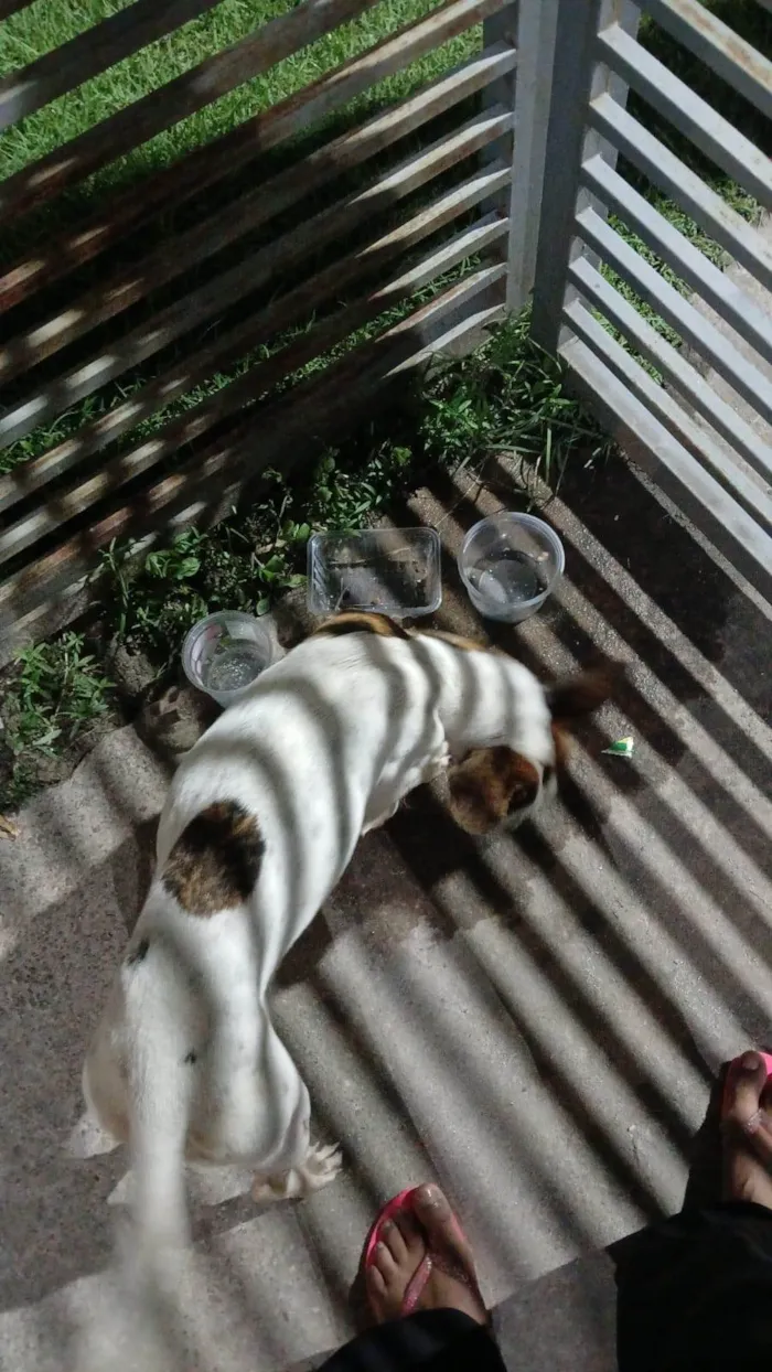 Cachorro ra a SRD-ViraLata idade 2 anos nome Sem nome