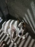 Cachorro ra a SRD-ViraLata idade 2 anos nome Sem nome