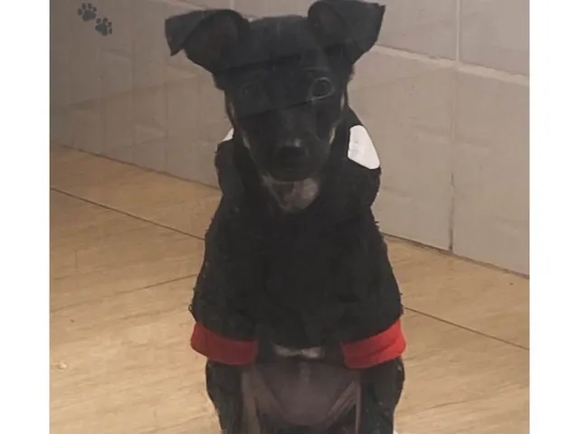 Cachorro raça SRD-ViraLata idade 2 a 6 meses nome Pandora 