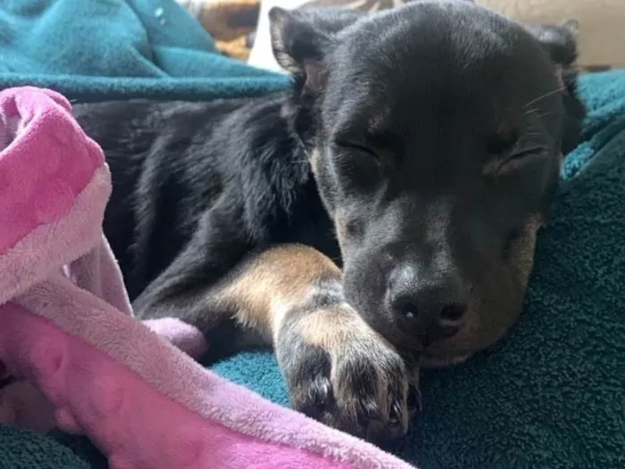 Cachorro ra a SRD-ViraLata idade 2 a 6 meses nome Pandora 