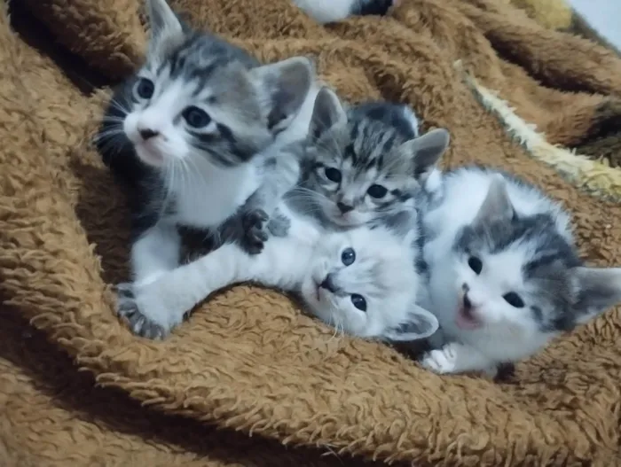 Gato ra a SRD-ViraLata idade Abaixo de 2 meses nome Sem nome