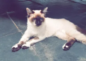 Gato ra a SRD-ViraLata idade 2 a 6 meses nome Pulga 