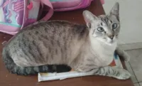 Gato raça SRD-ViraLata idade 7 a 11 meses nome Branquinha 