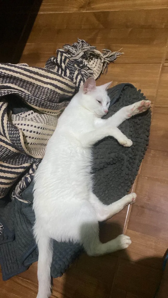 Gato raça SRD-ViraLata idade 2 a 6 meses nome branca e preta